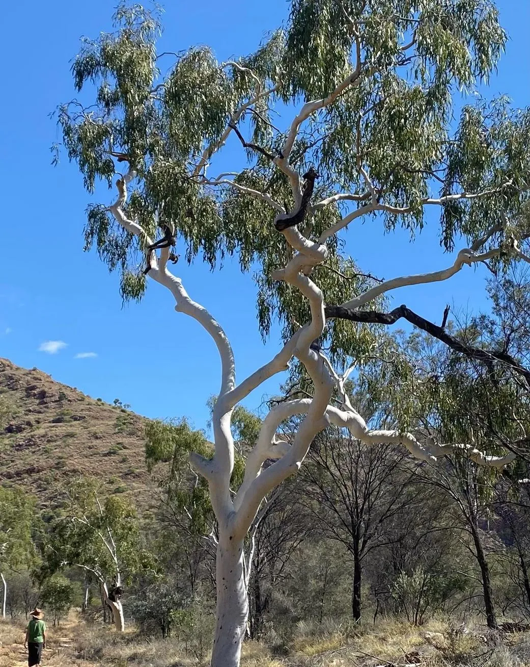 Best Time to Walk, Larapinta Trail